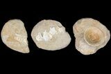 Flat: Cretaceous Marine Vertebrate Fossils - Pieces #81322-3